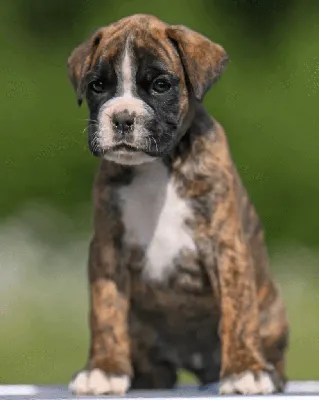 Несколько интересных фактов о собаке породы боксер | Pets2.me | Дзен