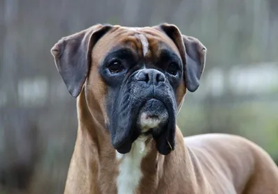 Боксер: фото собаки, описание и характер породы — Purina ONE®