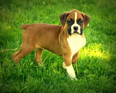 Боксер — короткошерстная собака средней и крупной породы. | Премиум Фото