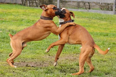 Собаки » Породы » Немецкий боксер