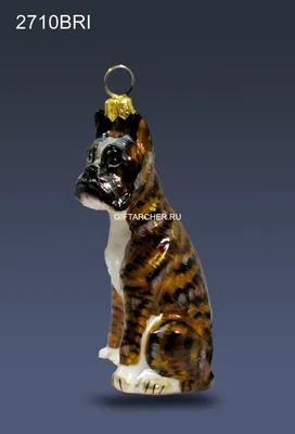 Немецкий боксер - 130 фото как выглядит чистокровная собака и чем особенна  порода