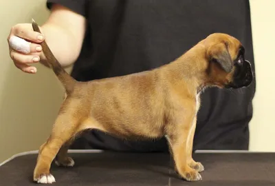 Немецкий боксер - Питомник собак породы немецкий боксер IRBOKS