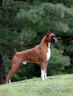 Boxer - Собака породы боксёр имеет низкий уровень агрессии, и редко  вступает в ссоры с другими собаками, или, тем более, с другими людьми. Это  возможно, так как питомец всегда будет защищать своих
