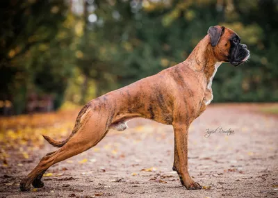 Мультяшный боксер собака - 67 фото