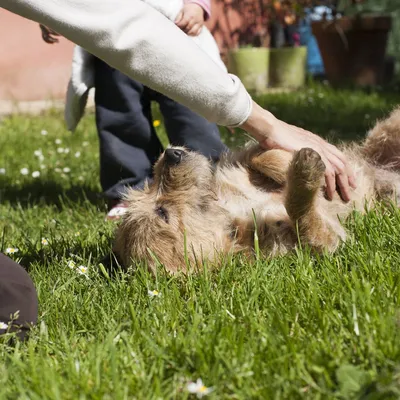 Как осмотреть собаку после прогулки, чтобы не пропустить клеща |  Ветеринария и жизнь