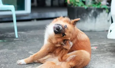 Болезнь лайма у собак фото фотографии