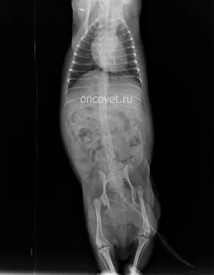 Болезнь Пертеса у собак: фото, симптомы, лечение