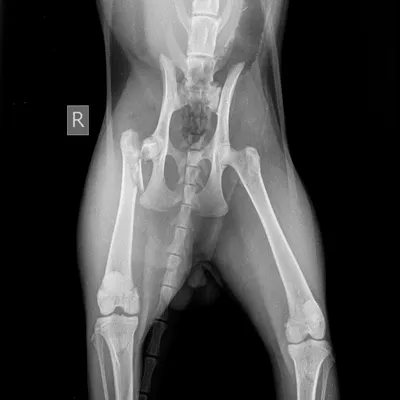 Основные патологии суставов у карликовых пород собак которые могут  проявляться болью и хромотой