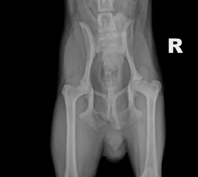 Основные патологии суставов у карликовых пород собак которые могут  проявляться болью и хромотой