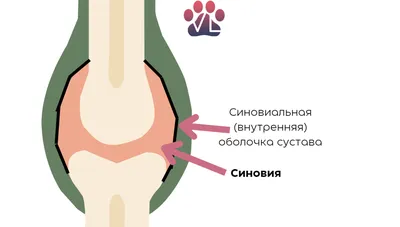 Перелом бедра у собаки — Ветеринарные клиники СитиВет в Санкт-Петербурге