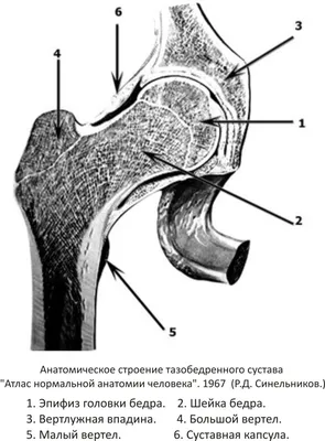 Эпифизеолиз головки бедренной кости растущих животных | ВКонтакте