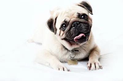 Советы по лечению болезни Легга-Пертеса у собак ветеринарная клиника -  Ветмастер