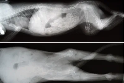 Услуги ветклиник Резекционная артропластика тазобедренного сустава у собаки  - «Резекция тазобедренного сустава у шпица с болезнью Легга - Пертеса. Как  чувствует себя собака через год после операции. » | отзывы