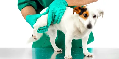 Что такое болезнь Легга-Кальве-Пертеса у собак: описание симптомов,  лечение, прогнозы