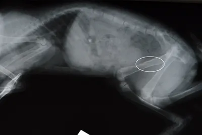 Услуги ветклиник Резекционная артропластика тазобедренного сустава у собаки  - «Резекция тазобедренного сустава у шпица с болезнью Легга - Пертеса. Как  чувствует себя собака через год после операции. » | отзывы