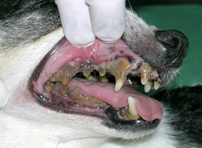 Гингивит у собак, как лечить и проводить профилактику