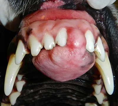 Ультразвуковая чистка зубов животным без анестезии - почему ТАК нельзя |  Пикабу