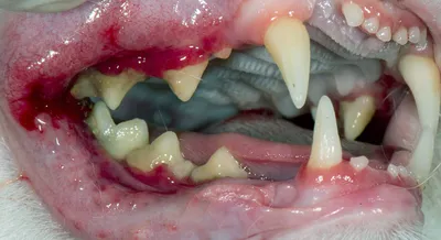 Болезни ротовой полости у собак. Правильный уход за зубами | Блог  зоомагазина Zootovary.com