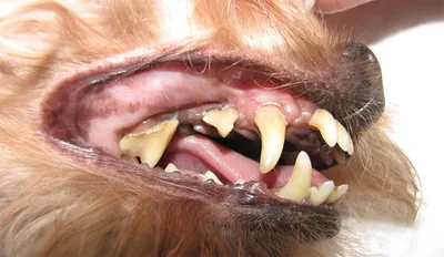 Генерализованная фиброзная гиперплазия десен у собак | ВКонтакте