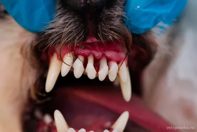 Чистка зубов собаке в СПб по низкой цене | Сеть ветеринарных клиник «Ветус»