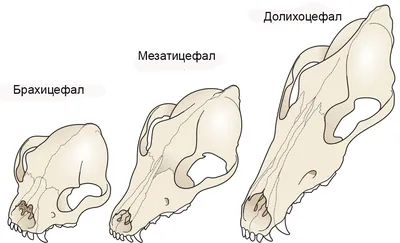 Опухоли ротовой полости у собак и кошек: лечение, диагностика, фото