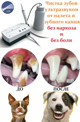 Veterinary Сare Гель для зубов животных, десен и полости рта собак и кошек  от зубного камня, зубная паста для собак.