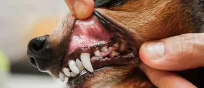 Пародонтит у собак: симптомы и лечение | Hill's