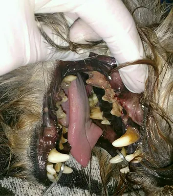 Зубы собаки - прикус, профилактика болезней | ВКонтакте