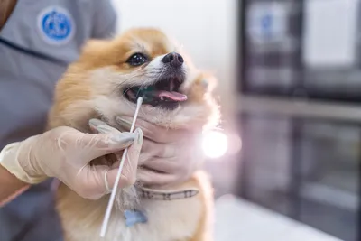 Чистка зубов собаке ультразвуком без наркоза в Москве | «АРТЕМОНофф»