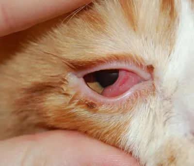 Болезни глаз у котят с фото 
