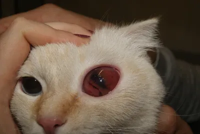 Болезни глаз у кошек симптомы и лечение - ветклиника #вДобрыеРуки
