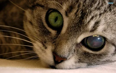 Глаза котенка: когда открываются 🐱, почему гноятся, закисают, текут