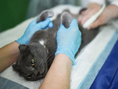 Заворот век (энтропион) у кошек - причины, лечение, операция - ветеринарная  офтальмология Реком