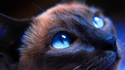 Болезни глаз у кошек и собак: классификация, особенности течения и лечение
