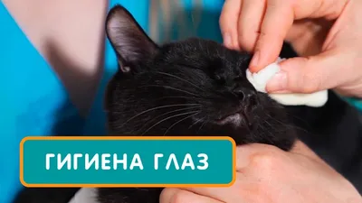 Черная корочка возле глаз и носа вашей кошки? Советы ветеринара |  КотоВедение | Дзен