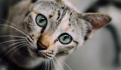 Как правильно чистить и чем промыть глаза коту, кошке или котенку. Совет  ветеринара - YouTube