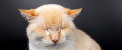 Опухоль глаза у кошки (клинический случай).