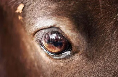 Болезни глаз у лошадей фото 
