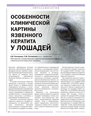 Болезни глаз у лошадей: фото, распространенные и опасные болезни глаз,  диагностика, лечение