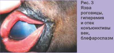 Особенности строения глаз лошади, их заболевания и лечение | Ферма.expert  🌿 | Дзен