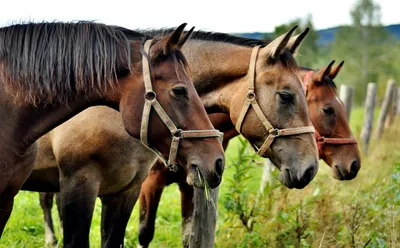 Респираторные инфекции лошадей. Какие вирусы их вызывают? | ВКонтакте