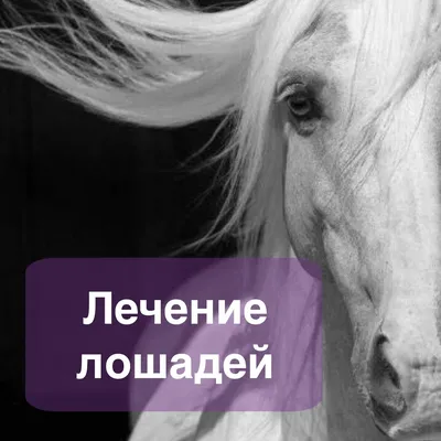 Только ли от работы гибнут кони, или основные заболевания лошадей | Статьи  ООО Укрвет