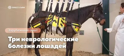 Заведующая ветклиникой СГАУ о лошадях: \"В полицию их возвращать нельзя\" |  Новости Саратова и области — Информационное агентство \"Взгляд-инфо\"