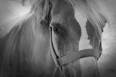 Статьи, Лечим лошадей энергией | Prokoni.ru