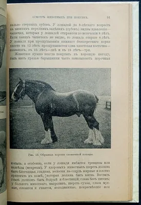 Наследственные дефекты лошадей: диагностика и профилактика