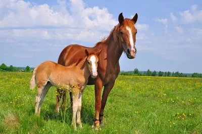 Как распространяются инфекции лошадей