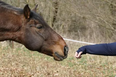 Пони – не просто маленькие лошади