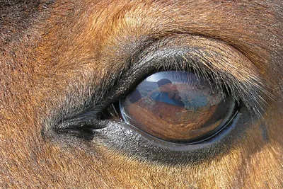 Болезни глаз у лошадей: фото, распространенные и опасные болезни глаз,  диагностика, лечение