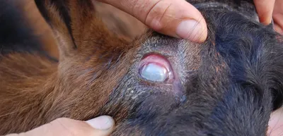 Синдром сухого глаза у собак - симптомы и лечение сухого кератоконъюнктивита