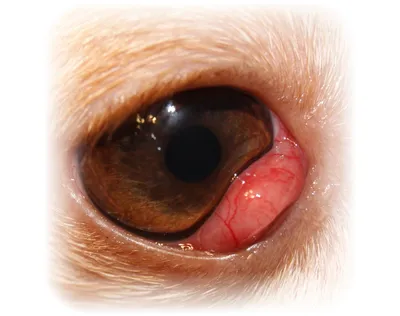 Диагностика генетических заболеваний глаз у собак | ВЦ